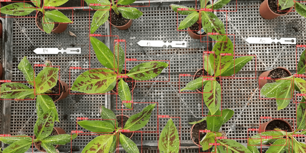 Image recognition for banana leaves disease detection.