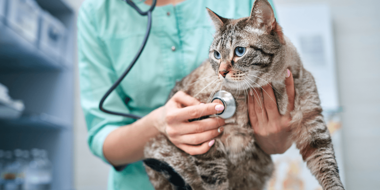 Aniware Clinic Background Cat and Doctor
